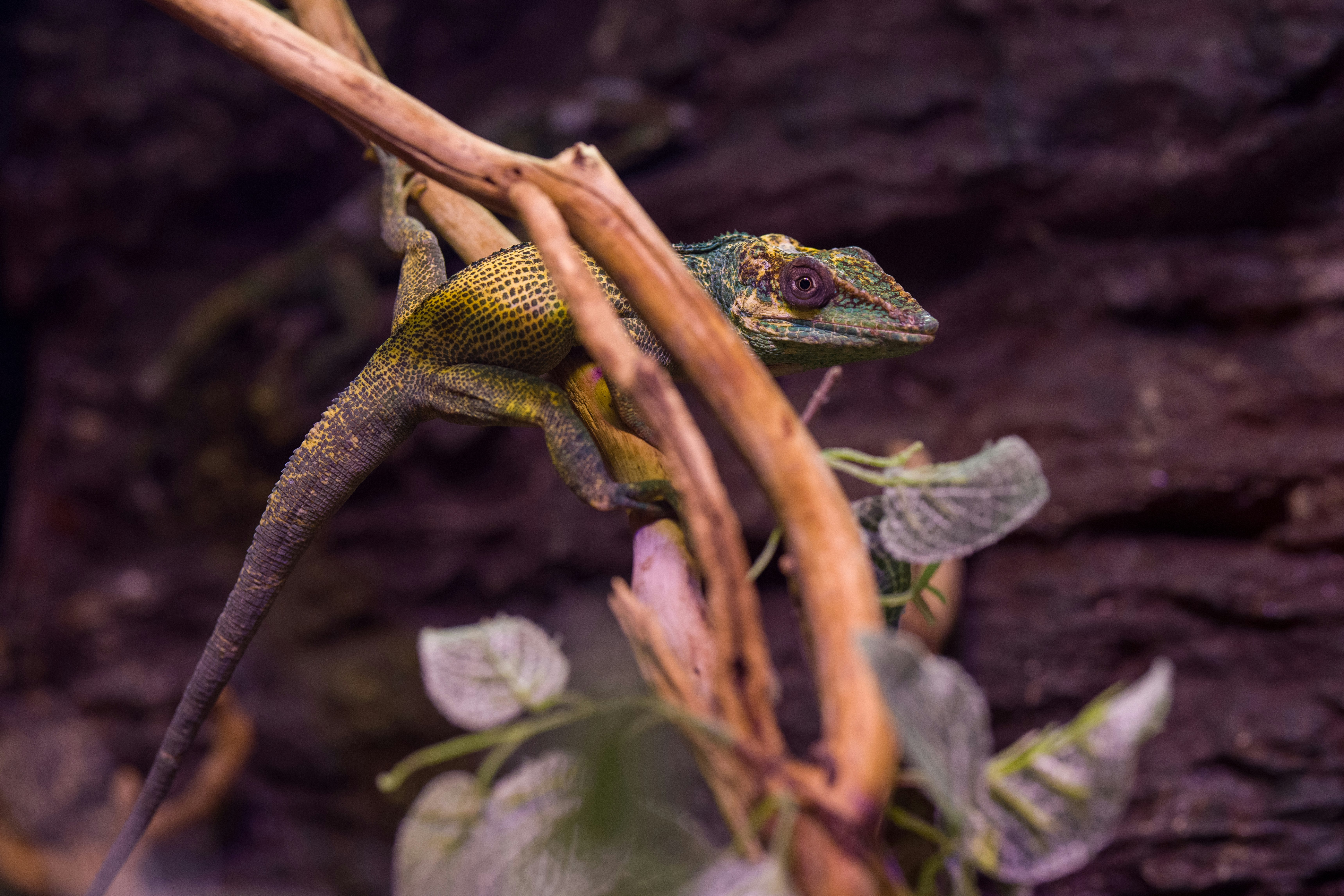 green and brown lizard on brown tree branch